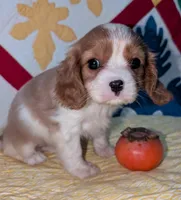 Gayle, a female Cavalier King Charles Spaniel for sale in Arroyo Grande, CA – Photo 4 of 4