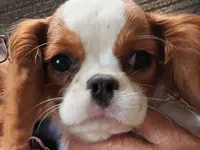 Gayle, a female Cavalier King Charles Spaniel for sale in Arroyo Grande, CA – Photo 1 of 3