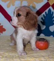 Gayle, a female Cavalier King Charles Spaniel for sale in Arroyo Grande, CA – Photo 3 of 4