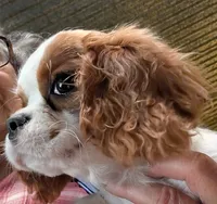 Gayle, a female Cavalier King Charles Spaniel for sale in Arroyo Grande, CA – Photo 2 of 3