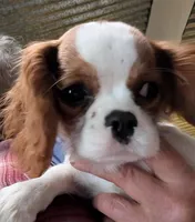 Gayle, a female Cavalier King Charles Spaniel for sale in Arroyo Grande, CA – Photo 3 of 3