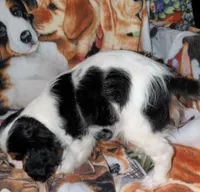 Will , a male Cavalier King Charles Spaniel for sale in Arroyo Grande, CA – 3 of 4