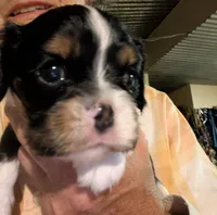 Ralphie, a male Cavalier King Charles Spaniel for sale in Arroyo Grande, CA – 1 of 4