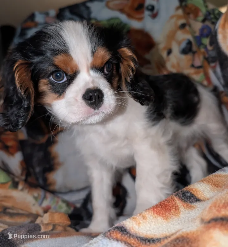 Will  – Cavalier King Charles Spaniel puppy for sale in Arroyo Grande, CA