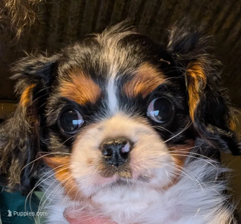 Ruthie  – Cavalier King Charles Spaniel puppy for sale in Arroyo Grande, CA