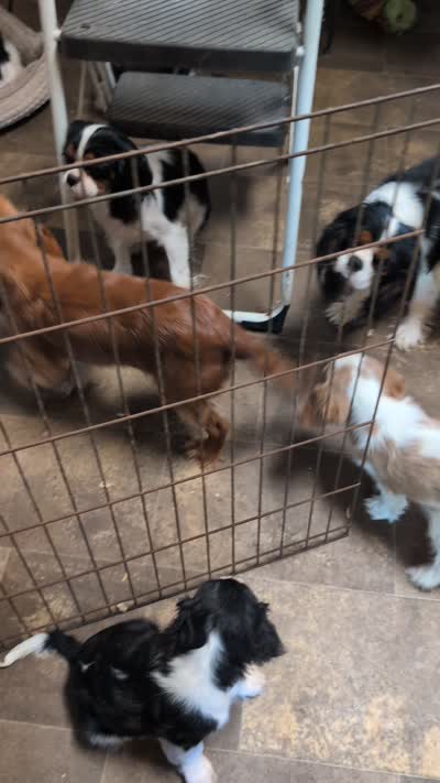 Ginger, a female Cavalier King Charles Spaniel for sale in Arroyo Grande, CA – 4 of 4