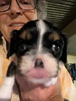 Ralphie, a male Cavalier King Charles Spaniel for sale in Arroyo Grande, CA – 3 of 4