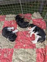 Colleen , a female Cavalier King Charles Spaniel for sale in Arroyo Grande, CA – 4 of 5