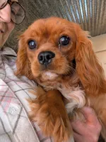 Ginger, a female Cavalier King Charles Spaniel for sale in Arroyo Grande, CA – 3 of 4