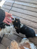 Seneca, a female Cavalier King Charles Spaniel for sale in Arroyo Grande, CA – 3 of 3