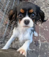 Krissy, a female Cavalier King Charles Spaniel for sale in Arroyo Grande, CA – Photo 2 of 5