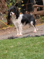Krissy, a female Cavalier King Charles Spaniel for sale in Arroyo Grande, CA – Photo 1 of 5