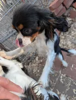Krissy, a female Cavalier King Charles Spaniel for sale in Arroyo Grande, CA – Photo 3 of 5