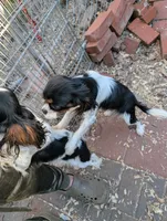 Krissy, a female Cavalier King Charles Spaniel for sale in Arroyo Grande, CA – Photo 5 of 5