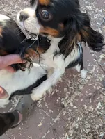 Krissy, a female Cavalier King Charles Spaniel for sale in Arroyo Grande, CA – Photo 4 of 5