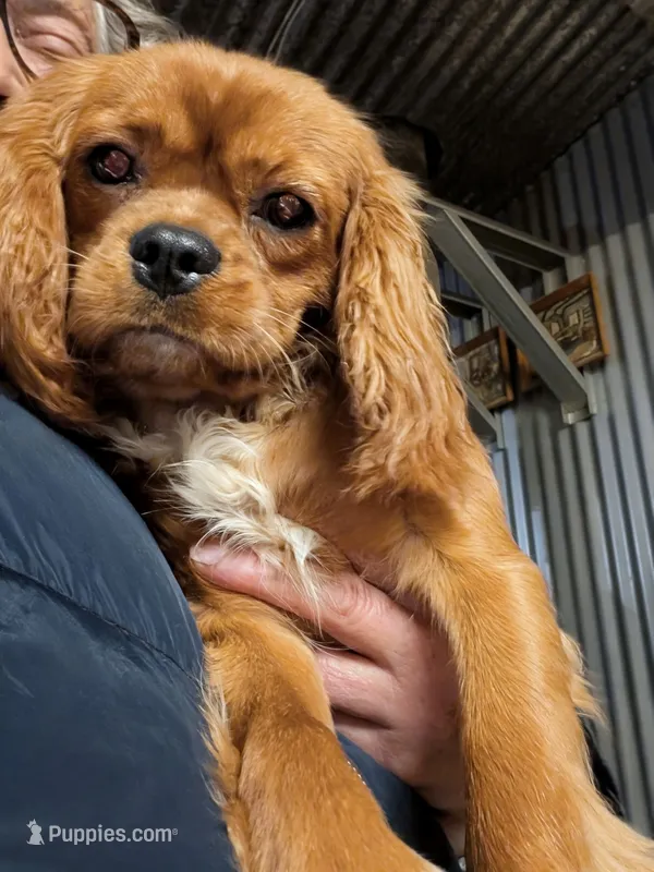 Ginger – Cavalier King Charles Spaniel puppy for sale in Arroyo Grande, CA
