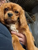 Ginger, a female Cavalier King Charles Spaniel for sale in Arroyo Grande, CA – 1 of 4