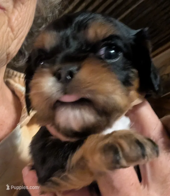 Colleen  – Cavalier King Charles Spaniel puppy for sale in Arroyo Grande, CA