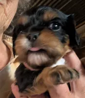Colleen , a female Cavalier King Charles Spaniel for sale in Arroyo Grande, CA – 1 of 5