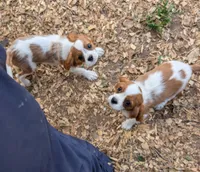 Shelley , a female Cavalier King Charles Spaniel for sale in Arroyo Grande, CA – 2 of 4