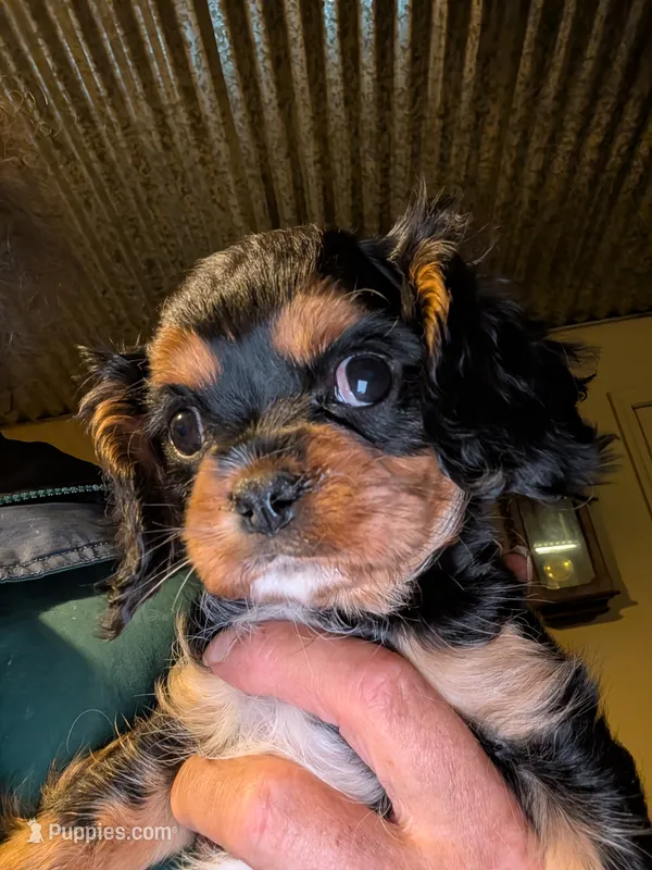 Colleen  – Cavalier King Charles Spaniel puppy for sale in Arroyo Grande, CA