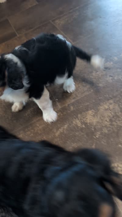 Ruthie , a female Cavalier King Charles Spaniel for sale in Arroyo Grande, CA – 4 of 4