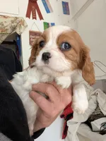 Shasta , a female Cavalier King Charles Spaniel for sale in Arroyo Grande, CA – Photo 1 of 3