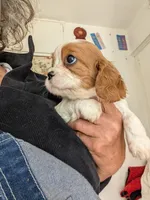 Shasta , a female Cavalier King Charles Spaniel for sale in Arroyo Grande, CA – Photo 2 of 3