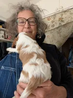 Shasta , a female Cavalier King Charles Spaniel for sale in Arroyo Grande, CA – Photo 3 of 3