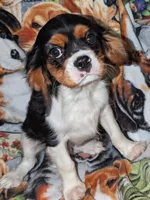Henry , a male Cavalier King Charles Spaniel for sale in Arroyo Grande, CA – 2 of 2