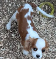 Casperita, a female Cavalier King Charles Spaniel for sale in Arroyo Grande, CA – Photo 2 of 3