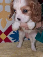 Casperita, a female Cavalier King Charles Spaniel for sale in Arroyo Grande, CA – Photo 3 of 4