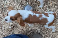 Casperita, a female Cavalier King Charles Spaniel for sale in Arroyo Grande, CA – Photo 3 of 3