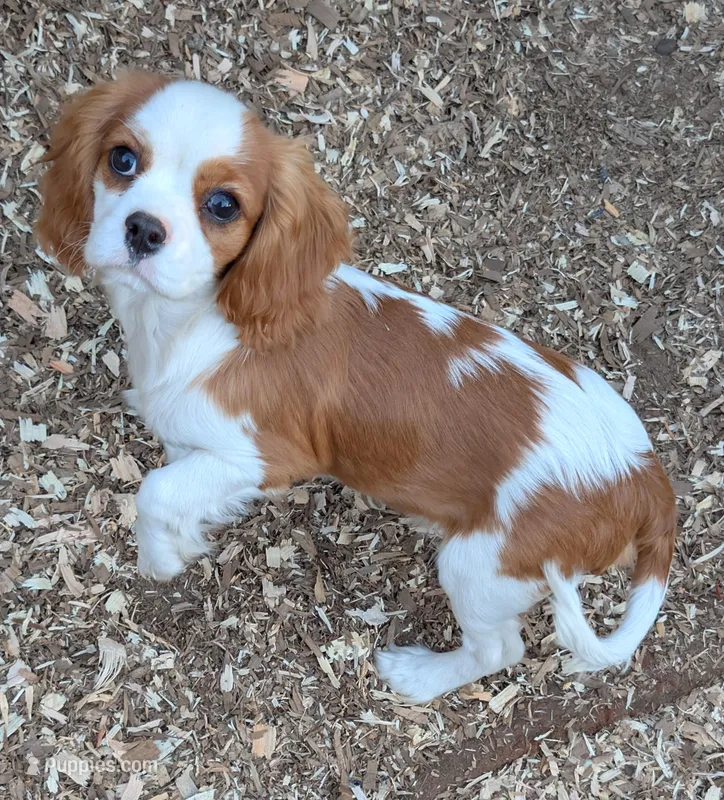 Casperita – Cavalier King Charles Spaniel puppy for sale in Arroyo Grande, CA