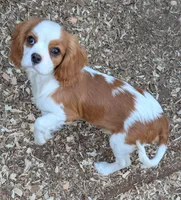 Casperita, a female Cavalier King Charles Spaniel for sale in Arroyo Grande, CA – Photo 1 of 3