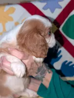 Casperita, a female Cavalier King Charles Spaniel for sale in Arroyo Grande, CA – Photo 4 of 4