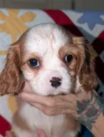 Casperita, a female Cavalier King Charles Spaniel for sale in Arroyo Grande, CA – Photo 2 of 4