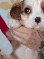 Casperita, a female Cavalier King Charles Spaniel for sale in Arroyo Grande, CA – Photo 1 of 4