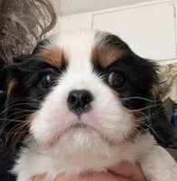 Henry, a male Cavalier King Charles Spaniel for sale in Arroyo Grande, CA – Photo 1 of 2