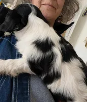 Henry, a male Cavalier King Charles Spaniel for sale in Arroyo Grande, CA – Photo 2 of 2