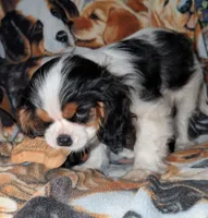 Will , a male Cavalier King Charles Spaniel for sale in Arroyo Grande, CA – 2 of 4