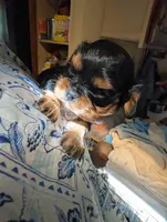 Colleen , a female Cavalier King Charles Spaniel for sale in Arroyo Grande, CA – 2 of 5