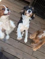 Seneca, a female Cavalier King Charles Spaniel for sale in Arroyo Grande, CA – 2 of 3