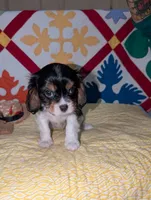 Marble, a female Cavalier King Charles Spaniel for sale in Arroyo Grande, CA – Photo 3 of 4