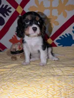 Marble, a female Cavalier King Charles Spaniel for sale in Arroyo Grande, CA – Photo 4 of 4