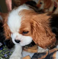 Sammie , a male Cavalier King Charles Spaniel for sale in Arroyo Grande, CA – 2 of 4