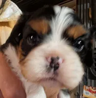 Ruthie , a female Cavalier King Charles Spaniel for sale in Arroyo Grande, CA – 2 of 4