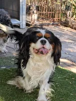 Blue too, a male Cavalier King Charles Spaniel for sale in Arroyo Grande, CA – Photo 2 of 6