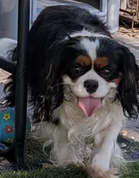 Blue too, a male Cavalier King Charles Spaniel for sale in Arroyo Grande, CA – Photo 4 of 6