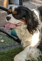 Blue too, a male Cavalier King Charles Spaniel for sale in Arroyo Grande, CA – Photo 5 of 6